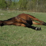 Jak odpoczywa koń? 