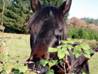 Podjadanie trawy w terenie – czy pozwalać koniowi pod siodłem na jedzenie?