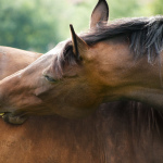 Jak koń lubi być macany – poradnik dla macanta
