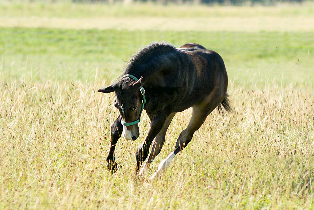 Quarter Horse Foal running