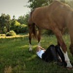 Kocham konie, ale wciąż się boję – jak radzić sobie z paraliżującym strachem?